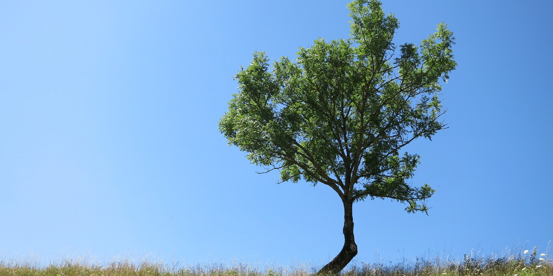 tree-2555567_1920