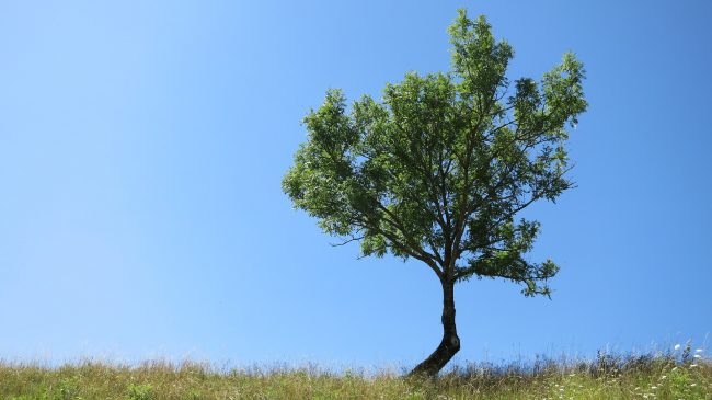tree-2555567_1920